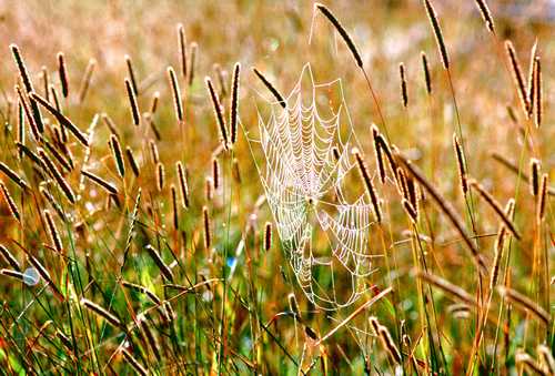 FULL WEB